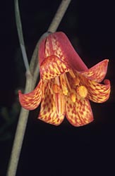 fritillaria recurva thumbnail graphic